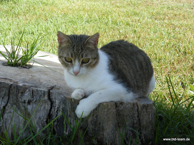 Kreta-07-2011-092.JPG