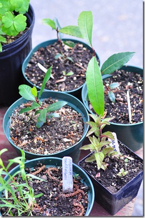 bay leaf plant at FM bay leaf plant at FM