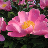 DisplayGardens DisplayGardens