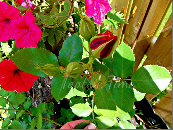BeFunky_026.jpg BeFunky_026.jpg