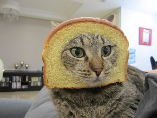 [breaded-cats-14%255B2%255D.jpg]