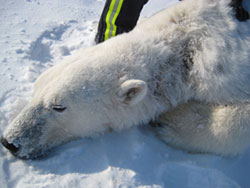 Evidence of alopecia and other skin lesions may be difficult to see unless the bear can be observed closely. In the polar bears that USGS has observed to date, the most common areas affected include the muzzle and face, eyes, ears and neck. The bear in the photo has hair loss and oozing sores on the left side of its neck. The bear was captured by USGS scientists using the immobilizing drug Telazol. USGS