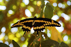 ButterflyBokeh.jpg