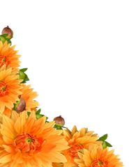 flowers 4 flowers 4