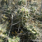 IMGP0867.JPG