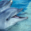 delfin_038.jpg