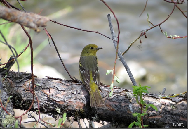Female Western Tanager