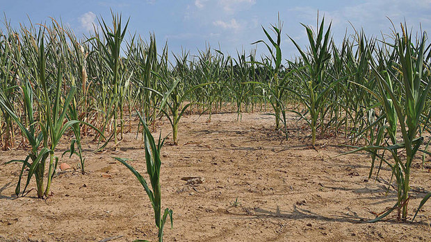 Corn withers on the stalk because of the drought in the U.S. midwest in July 2012. Associated Press via cbc.ca