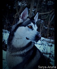 Perro
