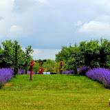Lavendel in bloei.jpg