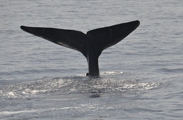 [tail5.jpg]
