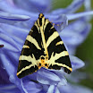 Butterfly.jpg