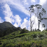 Nearing the end of the farmland on the way to Gunung Talang (Daniel Quinn, June 2011)