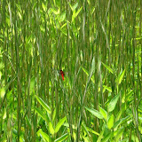 A dragonfly in the Imperial Palace Gardens A dragonfly in the Imperial Palace Gardens