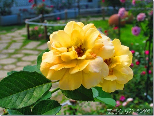 IMG_1485 IMG_1485