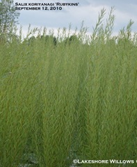 Salix koriyanagi 'Rubykins' Salix koriyanagi 'Rubykins'