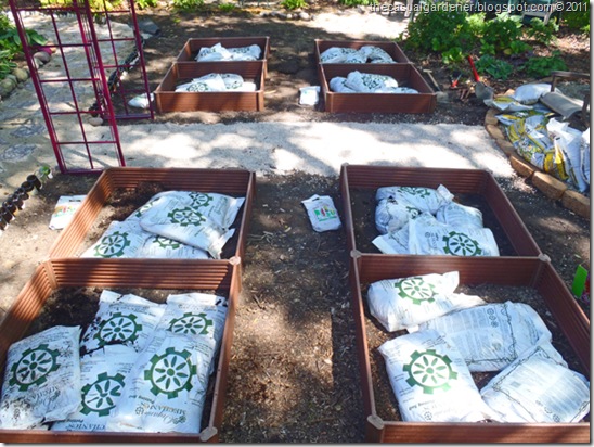 Organic mechanics soil in Greenland Gardener's raised beds in my back yard.