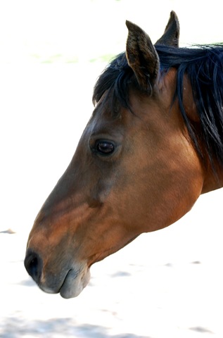 [horses201142.jpg]