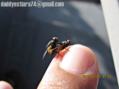 lalat rumah (musca domestica) kawin di ujung jari