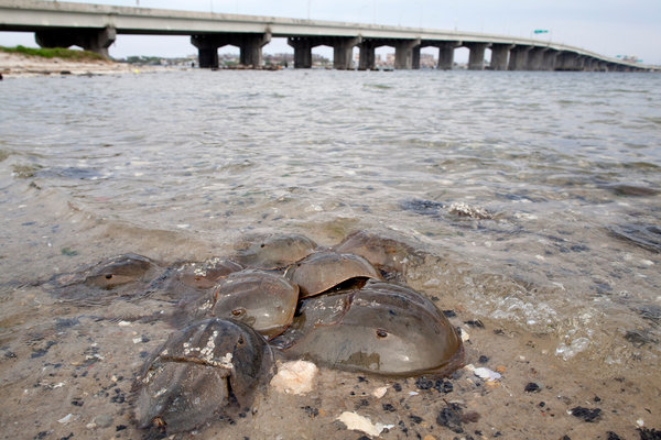Male horseshoe crabs gather around an egg-laying female off Rulers Bar Hassock, a section of Broad Channel in Jamaica Bay. They are considered an easy and lucrative catch in May and June. Photo: Brian Harkin / The New York Times