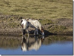 02.Caballos irlandeses