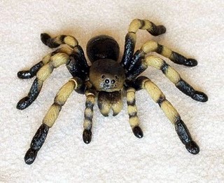 [plastic%2520spider%255B2%255D.jpg]