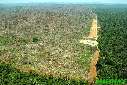 把森林砍光光,林北又賺一筆啦!deforestration 把森林砍光光,林北又賺一筆啦!deforestration
