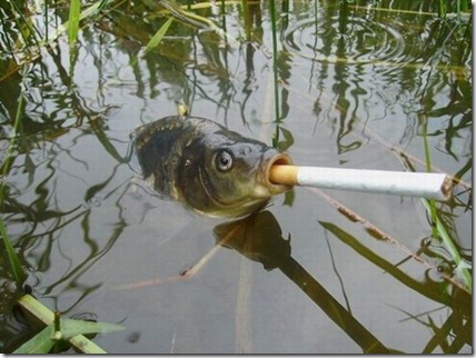 smoking-fish