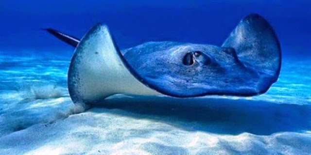 Dunia Mancing: Jenis Dan Karakteristik Ikan Pari