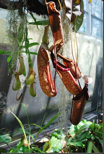 914 - Pitcher Plant Red