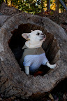 Oh, what fun!  A hollow tree, but unfortunately, there are no squirrels in here.