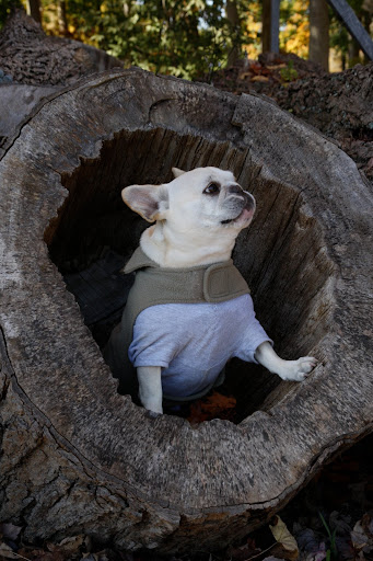 Oh, what fun!  A hollow tree, but unfortunately, there are no squirrels in here.