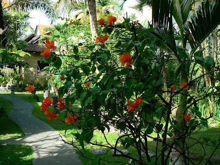 Sehati Ubud Guesthouse - flowers in the garden