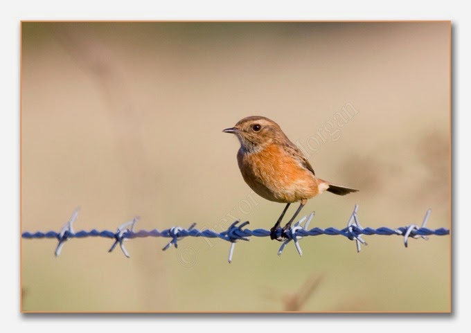 Local Birds 6  Stonechat  female 1  