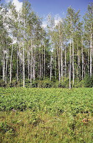 Forest Stewardship - This aspen stand in northern Minnesota is ready for harvest. Aspen is a staple of the state's orient strand board industry. OSB is manufactured from aspen chips that are formed into four-foot by eight-foot panels in huge presses. OSB is widely used as a sheeting material in the homebuilding industry.