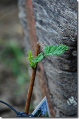 DSC_0039 DSC_0039