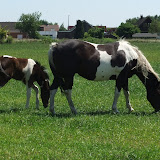 veulenszomer2011 011.jpg