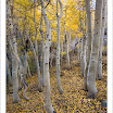 AspenGroveNorthLakeRoad20081005.jpg