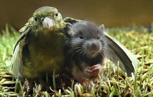 Unusual Friendships: Friendship is one mind in two bodies by Mencius