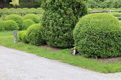 This large boxwood is the perfect hiding spot!