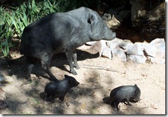 javelina statues 8-20-2012 9-44-33 AM 3616x2712