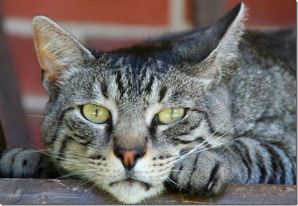 GAto 1
