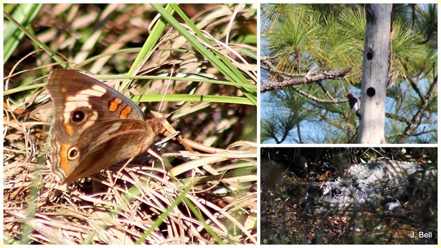 71 Okefenokee NWR 2012-1314