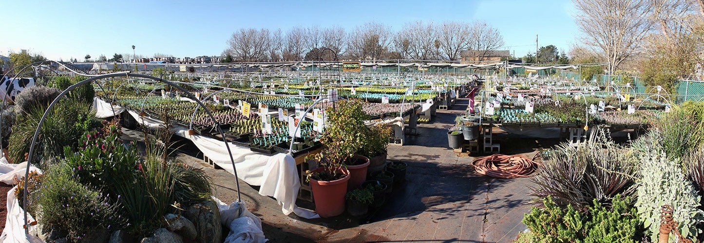 [120111_AnniesAnnuals_pano%255B3%255D.jpg]