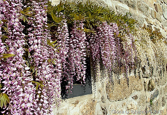 Linhares - flores - glicínias rosa e branca