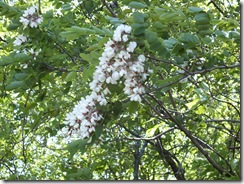 DSCF0453 DSCF0453