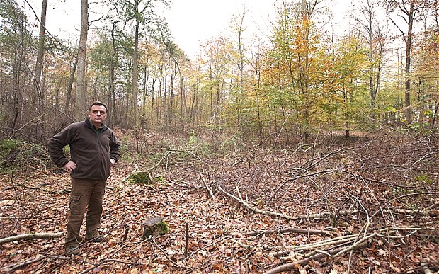 Forester Anders Grube in a former ash forest in Denmark. The ash trees were killed by the Chalara fraxinea fungus. A third of Britain's woodland is feared to be at risk from ash dieback after experts said the fungus appeared to be circulating in mature ash trees in the east of England. HEATHCLIFF O'MALLEY