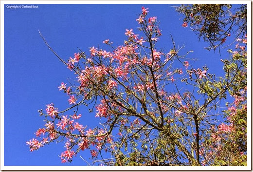 131004_RBG_Fall_Sale_Ceiba-speciosa_01