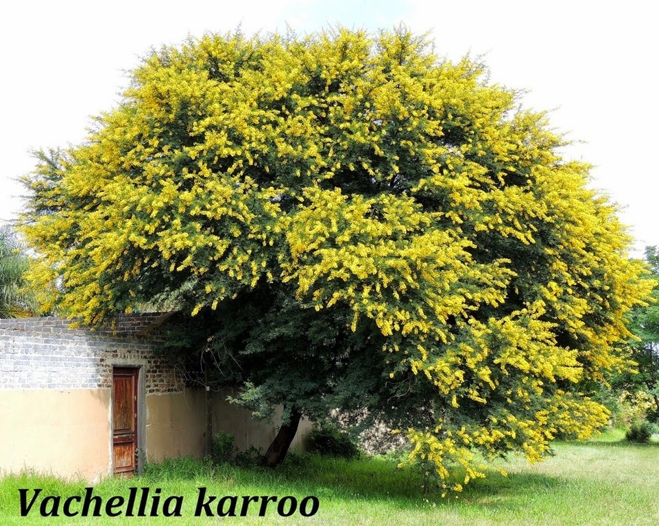 [Acacia%2520karroo%25201%255B4%255D.jpg]