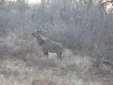 This is a "kudu", about 6 feet tall or so, and it's horns are traditionally used to make a horn that people can blow on for traditional dances. We saw TONS of kudus during that last trip to Kruger, way more than normal. Their meat is pretty good too. ;-) South Africa - 443.jpg
